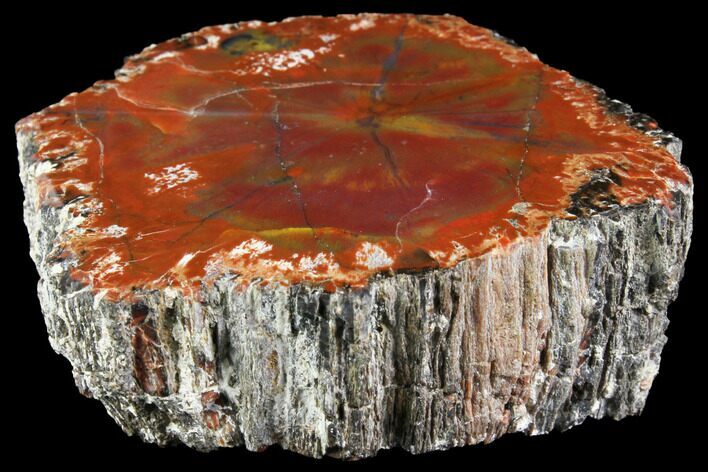 Polished Petrified Wood (Araucarioxylon) Limb Section - Arizona #141360
